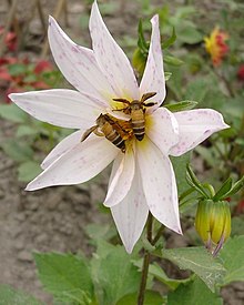 Deux abeilles géantes d'Asie Apis dorsata sur une fleur de dahlia récoltant du pollen