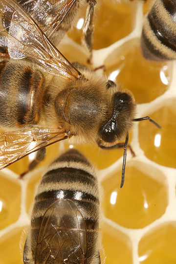 Workers of Apis mellifera carnica on honeycomb