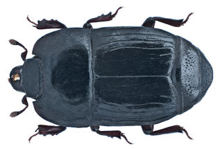 Platysomatini Tribe of beetles
