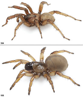 <i>Aptostichus miwok</i> Species of spider