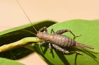 <i>Arachnocephalus</i> Genus of crickets