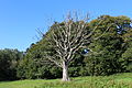 Arbre dans le parc.