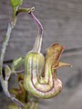 Aristolochia californica