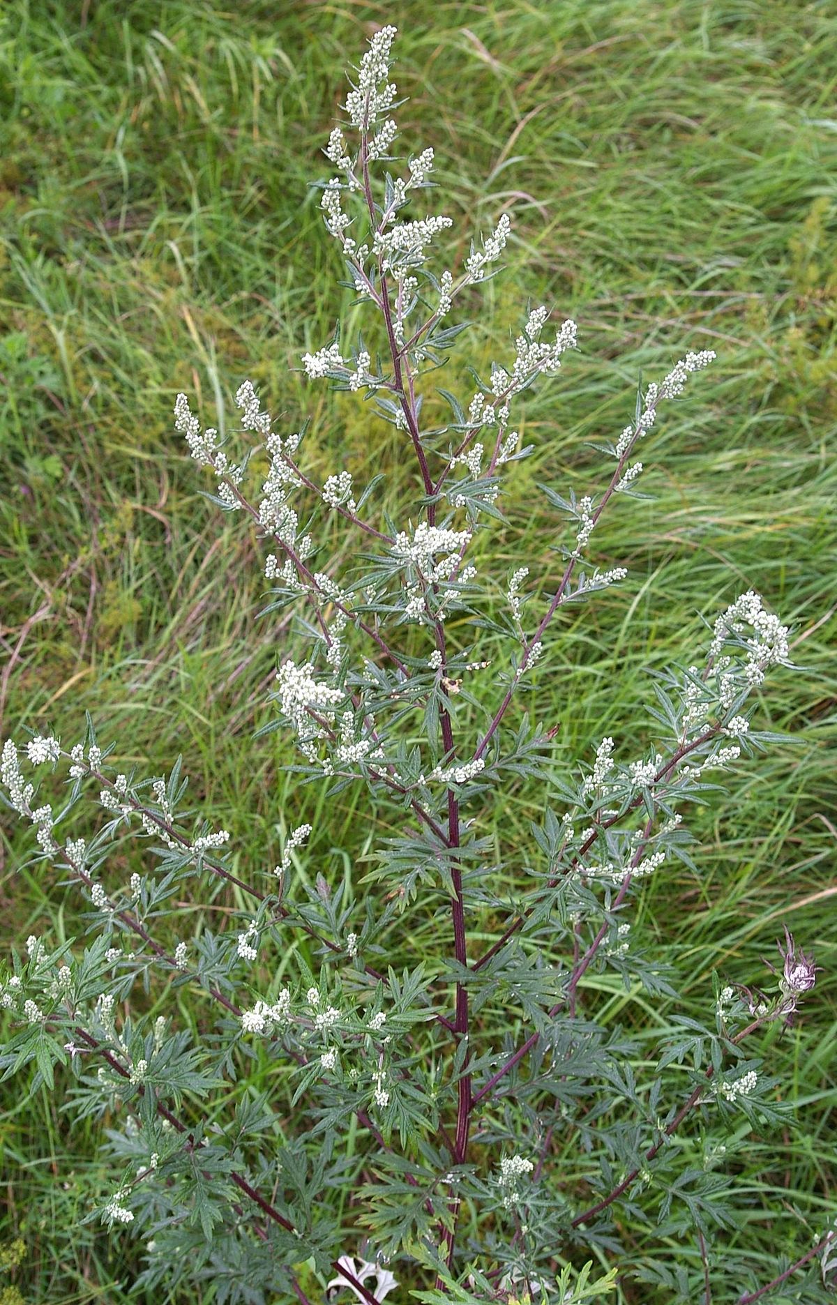 Extract of medicinal plant Artemisia annua interferes with