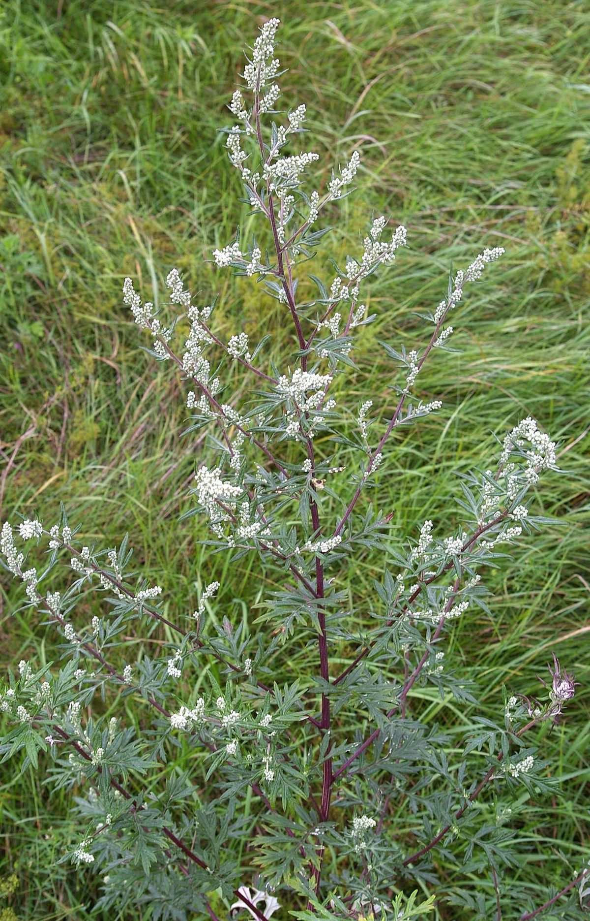 Artemisa/Artemisia annua