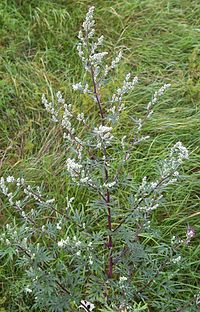 Parastā vībotne (Artemisia vulgaris)