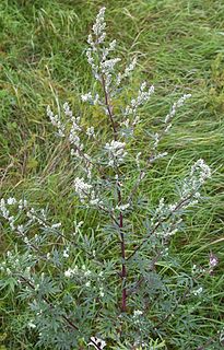 <i>Artemisia vulgaris</i> Medicinal herb known as common mugwort