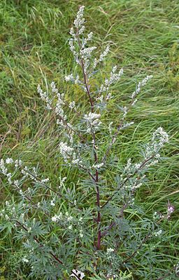 Common mugwort (Artemisia vulgaris)