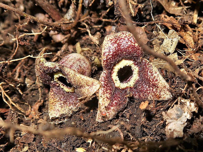 File:Asarum nipponicum 3.JPG