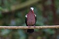 * Nomination: The emerald dove, alternatively referred to as the common emerald dove, Asian emerald dove, or grey-capped emerald dove. By User:Shiv's fotografia. --Satdeep Gill 14:25, 6 June 2024 (UTC) * * Review needed