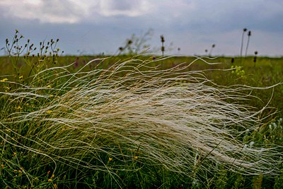 Ковила. Stipa на прозрачном фоне. Stipa aktauensis Roshev..