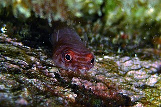 <i>Aspasmogaster costata</i> Species of fish