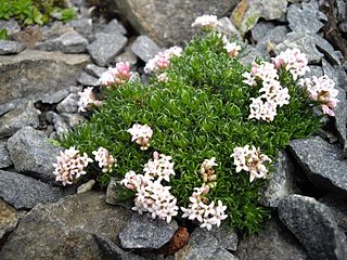 <i>Asperula gussonei</i> species of plant in the family Rubiaceae