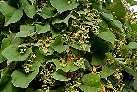 Aspidopterys cordata