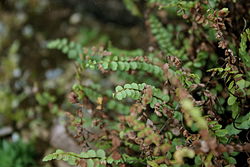 Asplenium adulterinum 2. 
 JPG