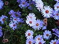 Aster 'Lilac Time', 2017-10-15