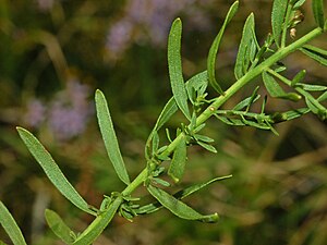 Leaves of G. sedifolia Asteraceae - Aster sedifolius-3.JPG