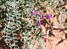 Astragalus zionis Parus 2016 04 03 Triple 1000.jpg