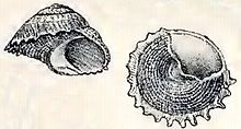 Astralium heimburgi 001.jpg