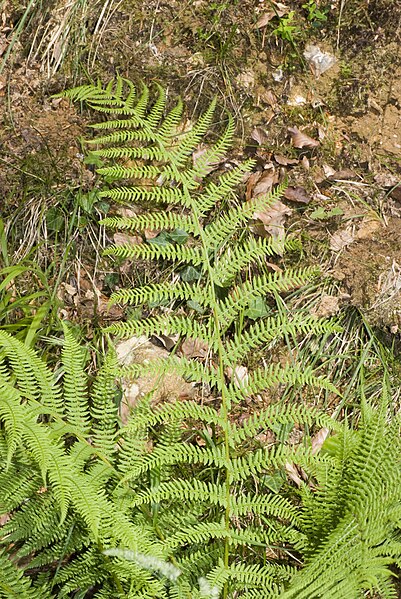 File:Athyrium filix-femina eu 76 14062008 1.jpg