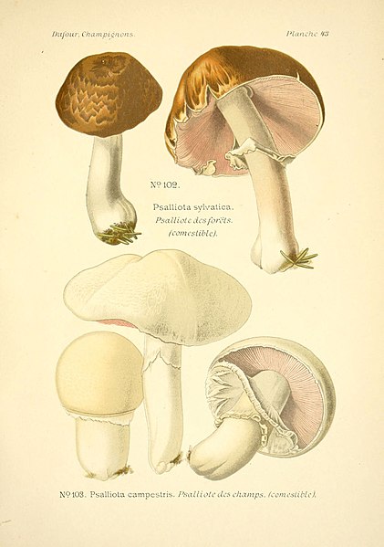 File:Atlas des champignons comestibles et vénéneux (Planche 43) (6358023131).jpg