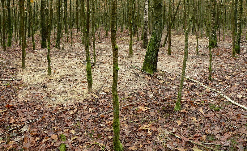 File:Ausgrabung der Republik Freies Wendland verfüllter Grabungsschnitt.jpg