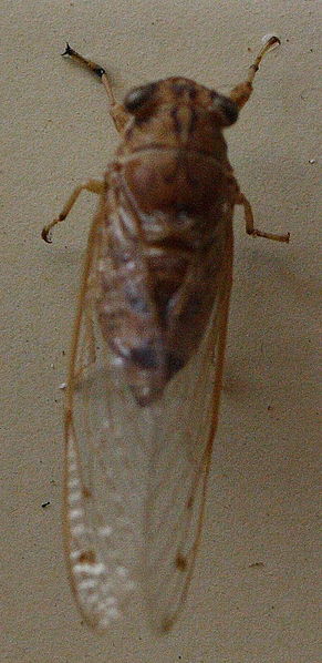 File:AustralianMuseum cicada specimen 40.JPG