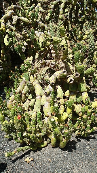 File:Austrocylindropuntia cylindrica (Fuerteventura).jpg