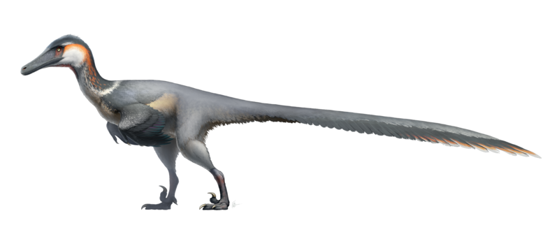 File:Austroraptor Restoration.png