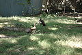 Ducks at Lake Awasa. These ducks also perch in trees.