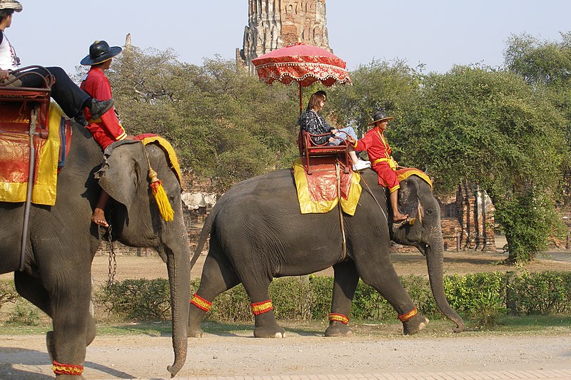 File:Ayutthaya, Elephants, Thailand.jpg