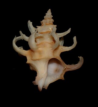 <i>Babelomurex cristatus</i> Species of gastropod