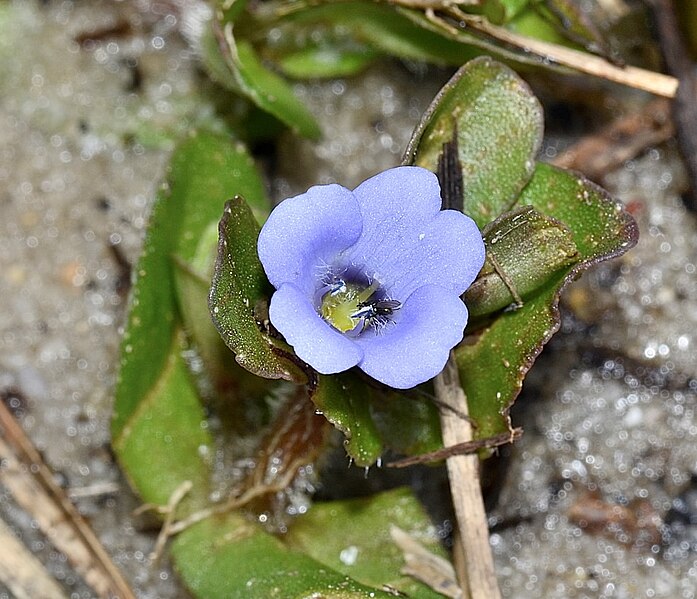 File:Bacopa caroliniana 1a.jpg