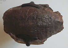 Baena arenosa AMNH 1112.jpg