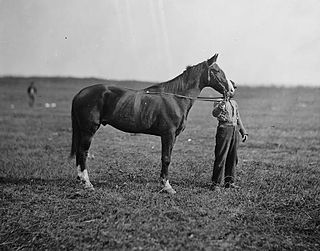 Old Baldy (horse) Horse in the American Civil War