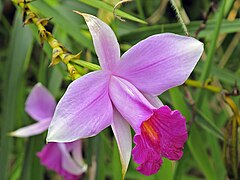 Wild Bamboo Orchid (Arundina graminifolia)
