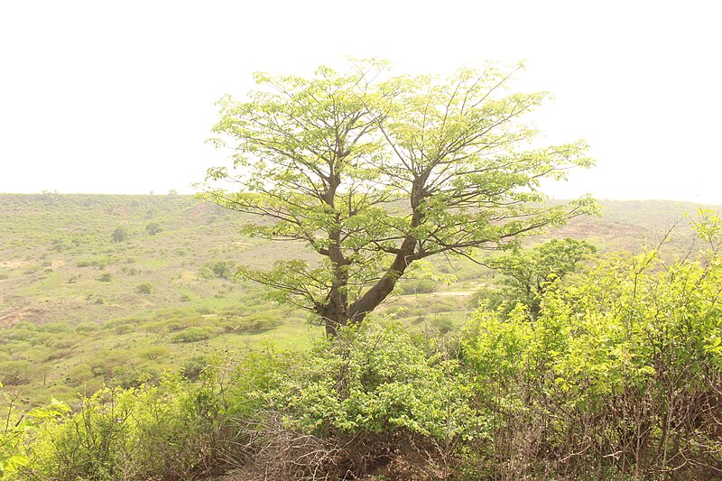 File:Baobab africain popenguine 10.jpg