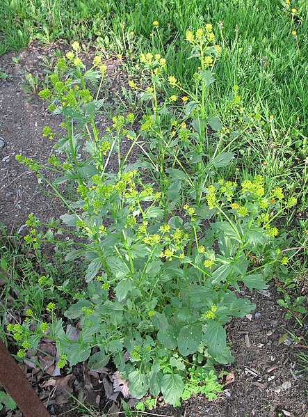 File:Barbarea vulgaris 15-p.bot-barba.vulga-17.jpg