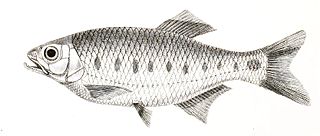 <i>Barilius bakeri</i> Species of fish