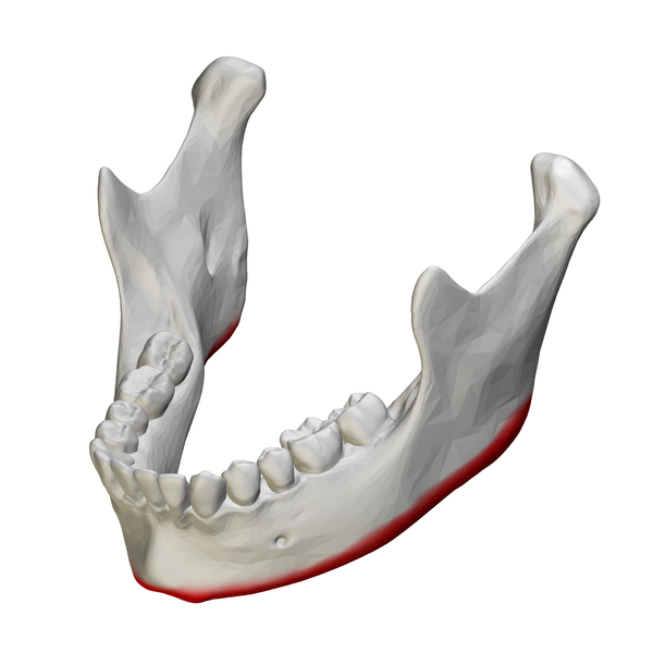 File:Base of mandible - close up - anterolateral view01.png