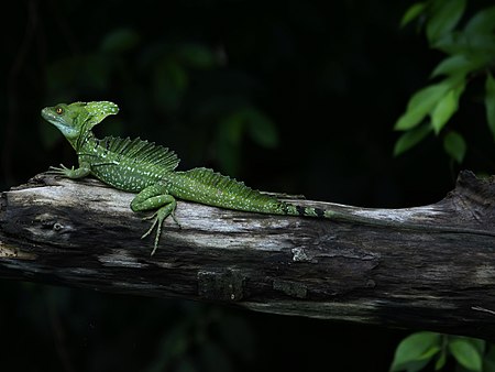 Tập_tin:Basiliscus_plumifrons_(Caño_Negra)_mirror.jpg