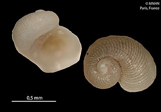 <i>Bathyxylophila pusilla</i> Species of gastropod