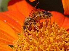 Beekeeping - Wikipedia