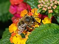 Bee May 2008-4.jpg