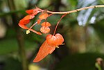 Vignette pour Begonia rossmanniae