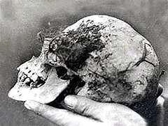 The skull of "Wych Elm Bella," as retrieved 18 April 1943 Bella Skull.jpg