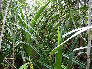 Foliage