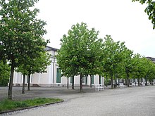 Bergpark Wilhelmshöhe - Baum 40 2019-05-17.JPG
