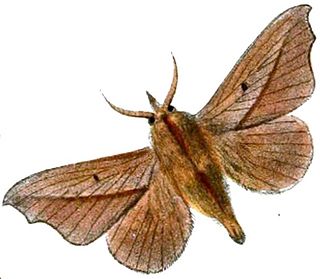 <i>Bharetta cinnamomea</i> Species of moth