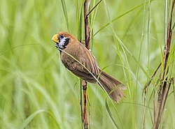Black-breasted parrotbill (cropped2).jpg
